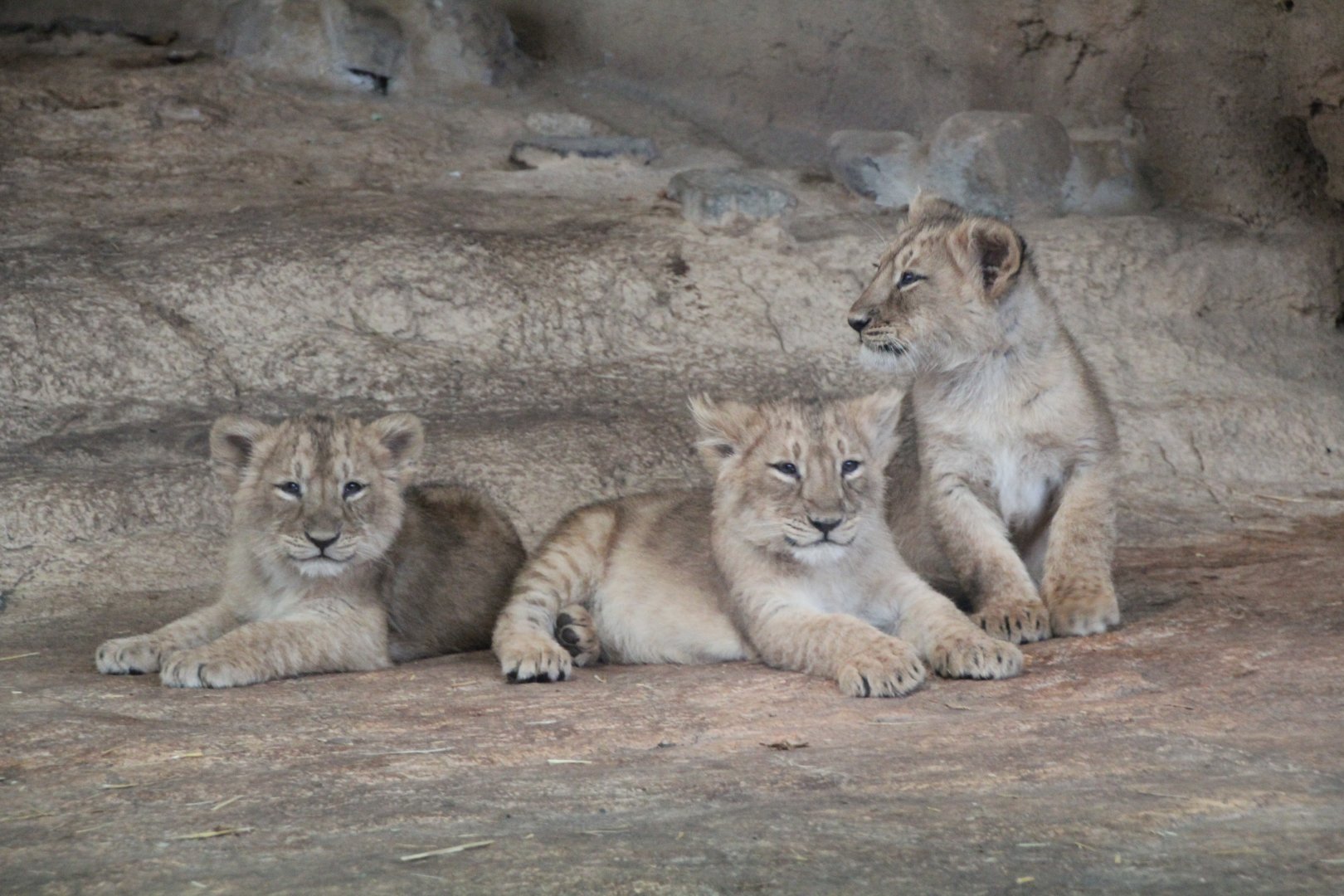 Asiatic Lion Cubs