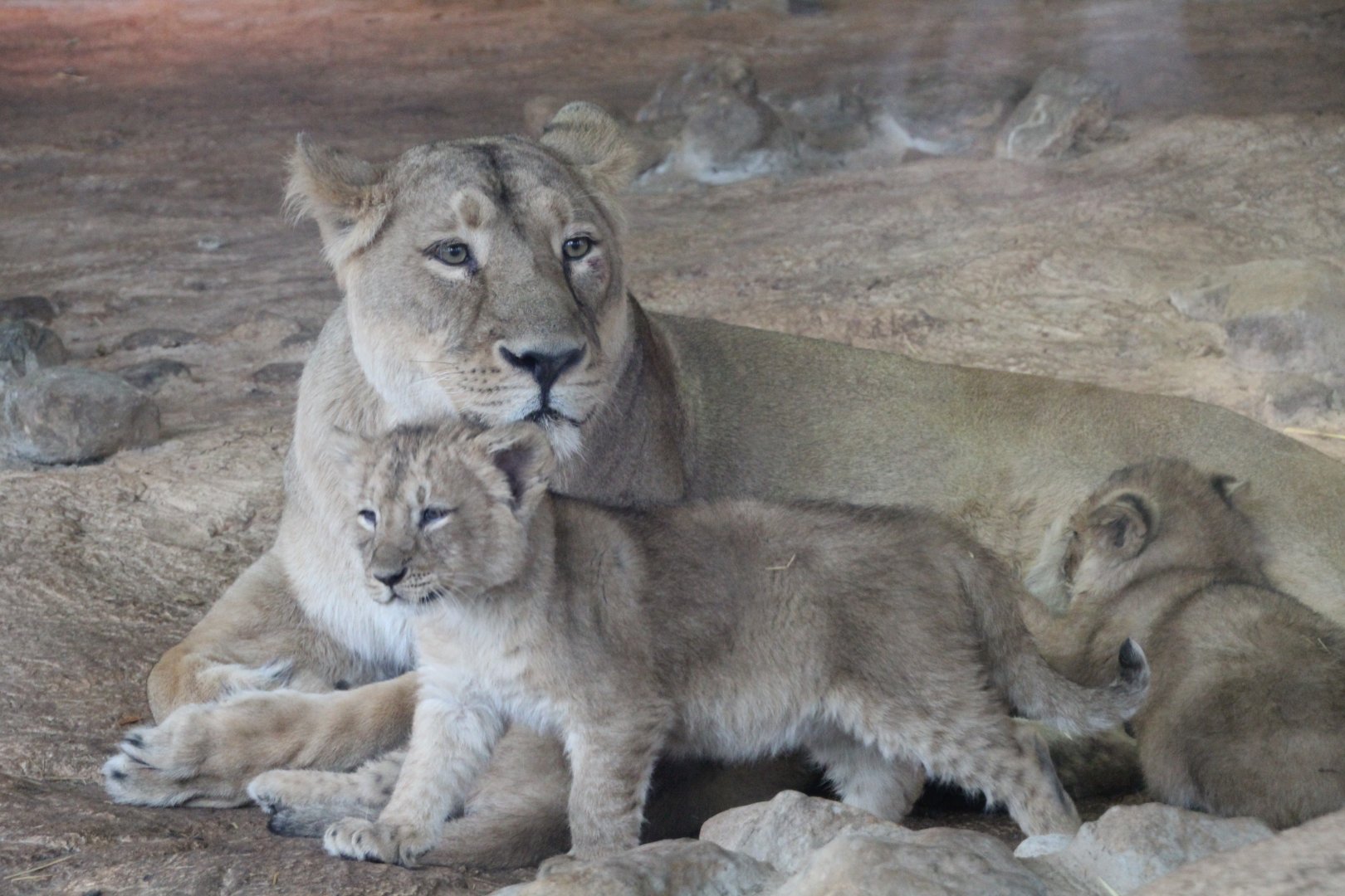 Asiatic Lion Cubs