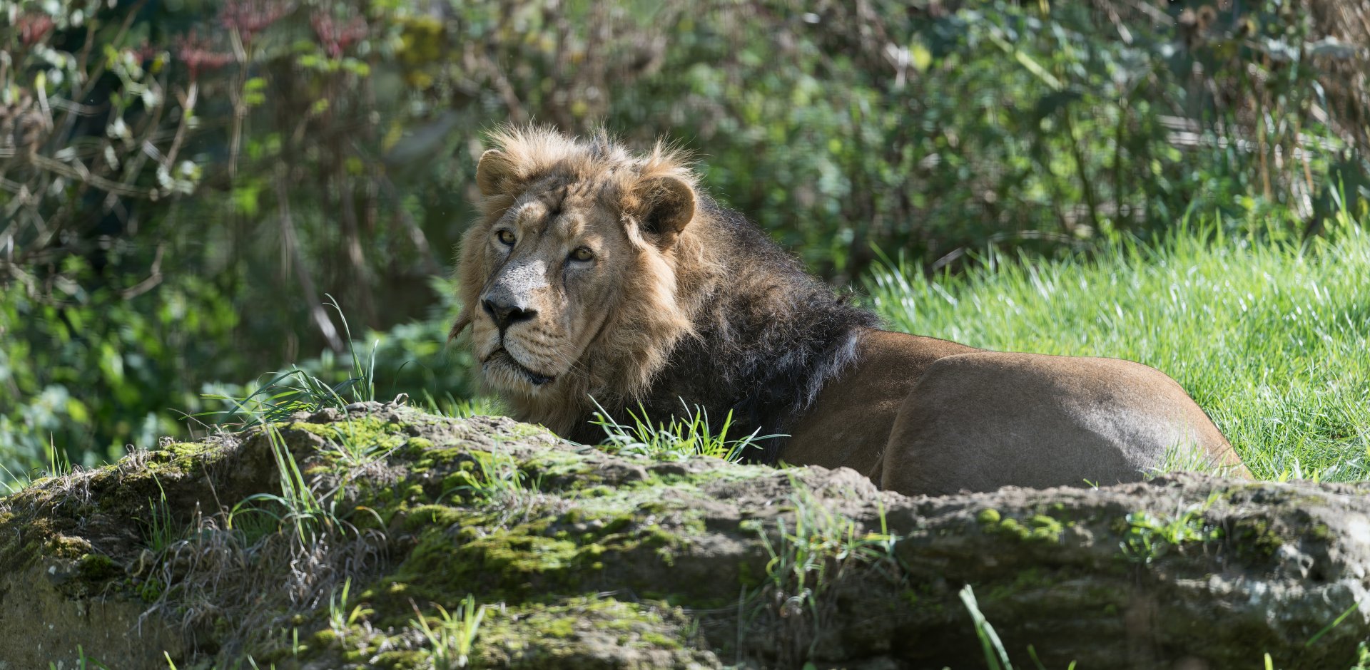 Asiatic lion, CWP, UK