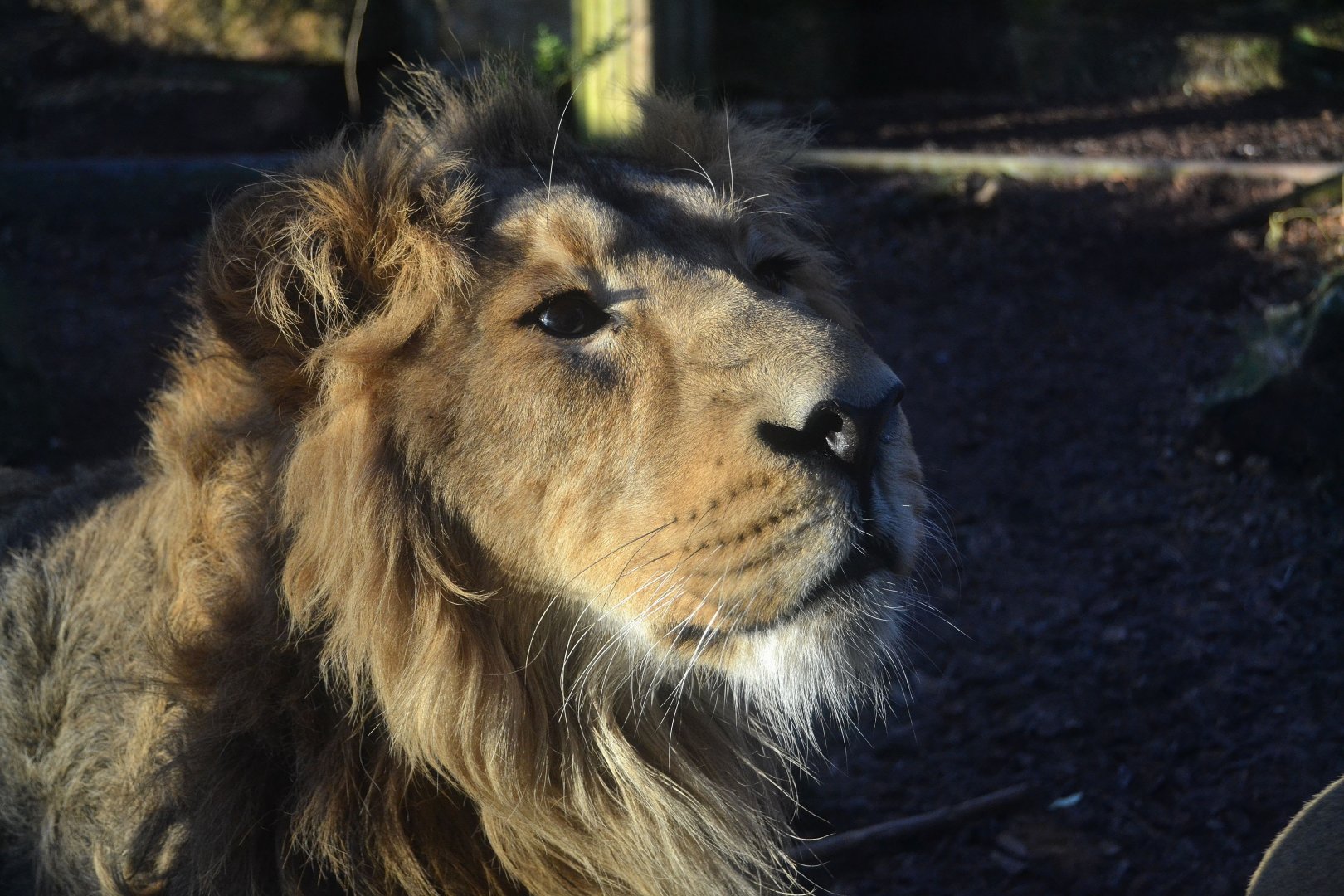 Asiatic Lion - December 2014