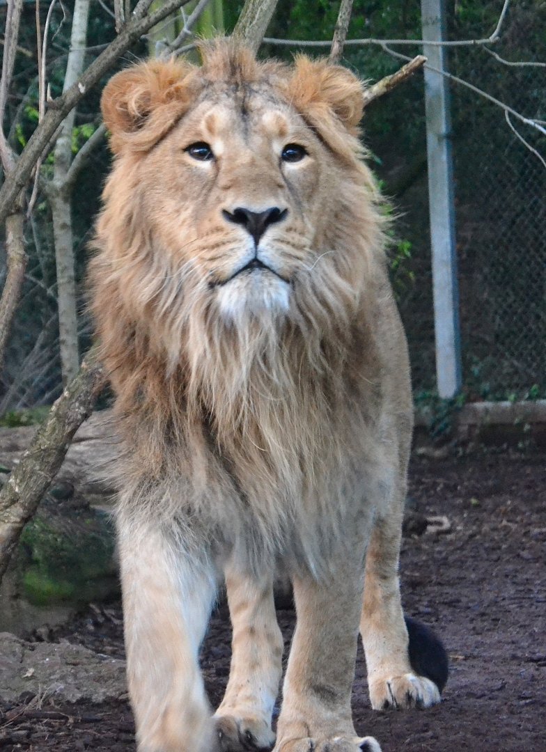 Asiatic Lion - December 2014