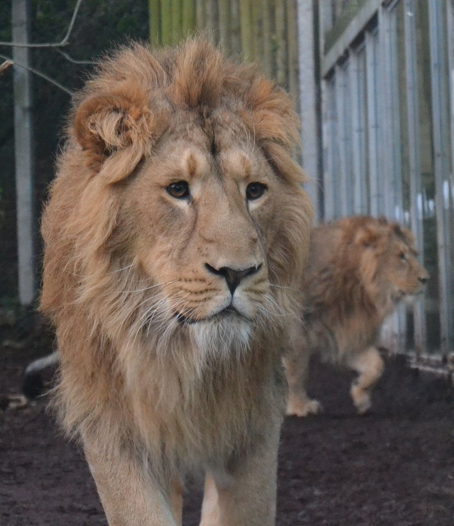 Asiatic Lion - December 2014