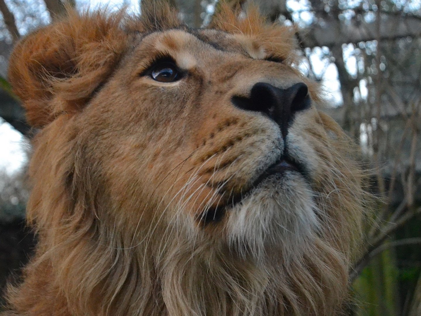 Asiatic Lion - December 2014