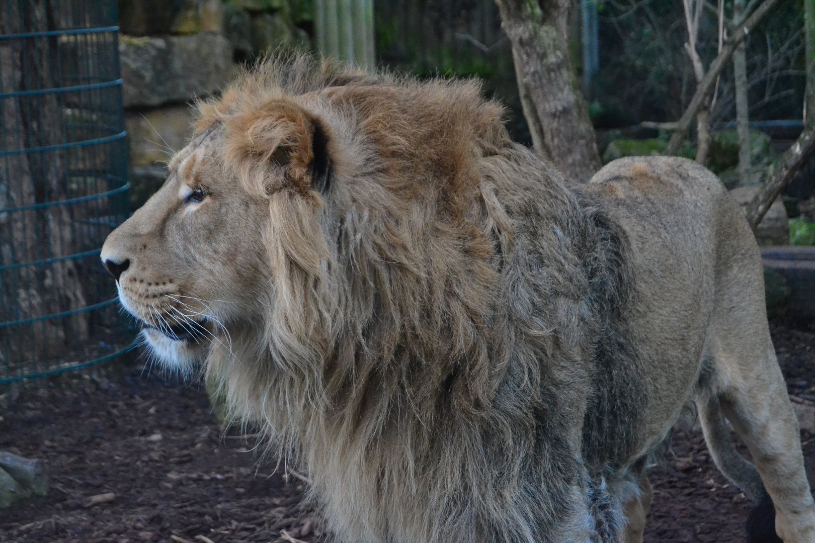 Asiatic Lion - December 2014