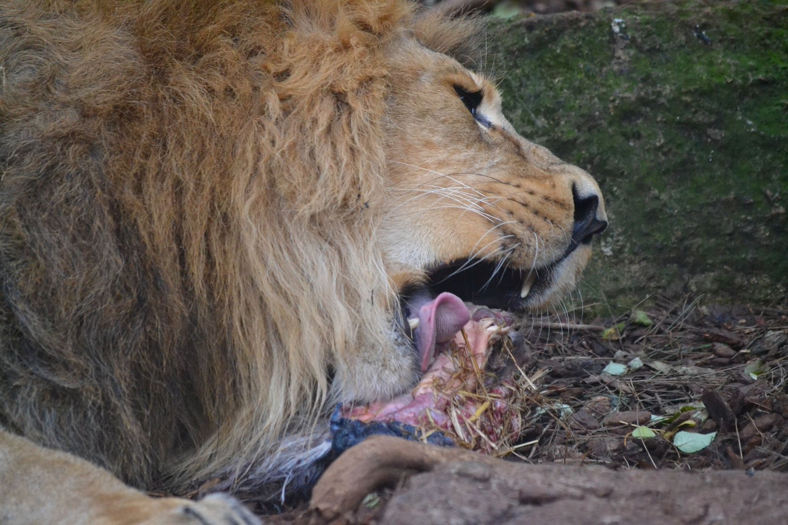 Asiatic Lion - December 2015