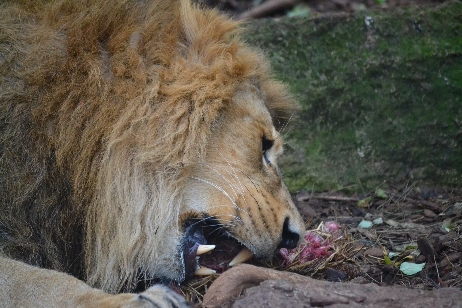 Asiatic Lion - December 2015