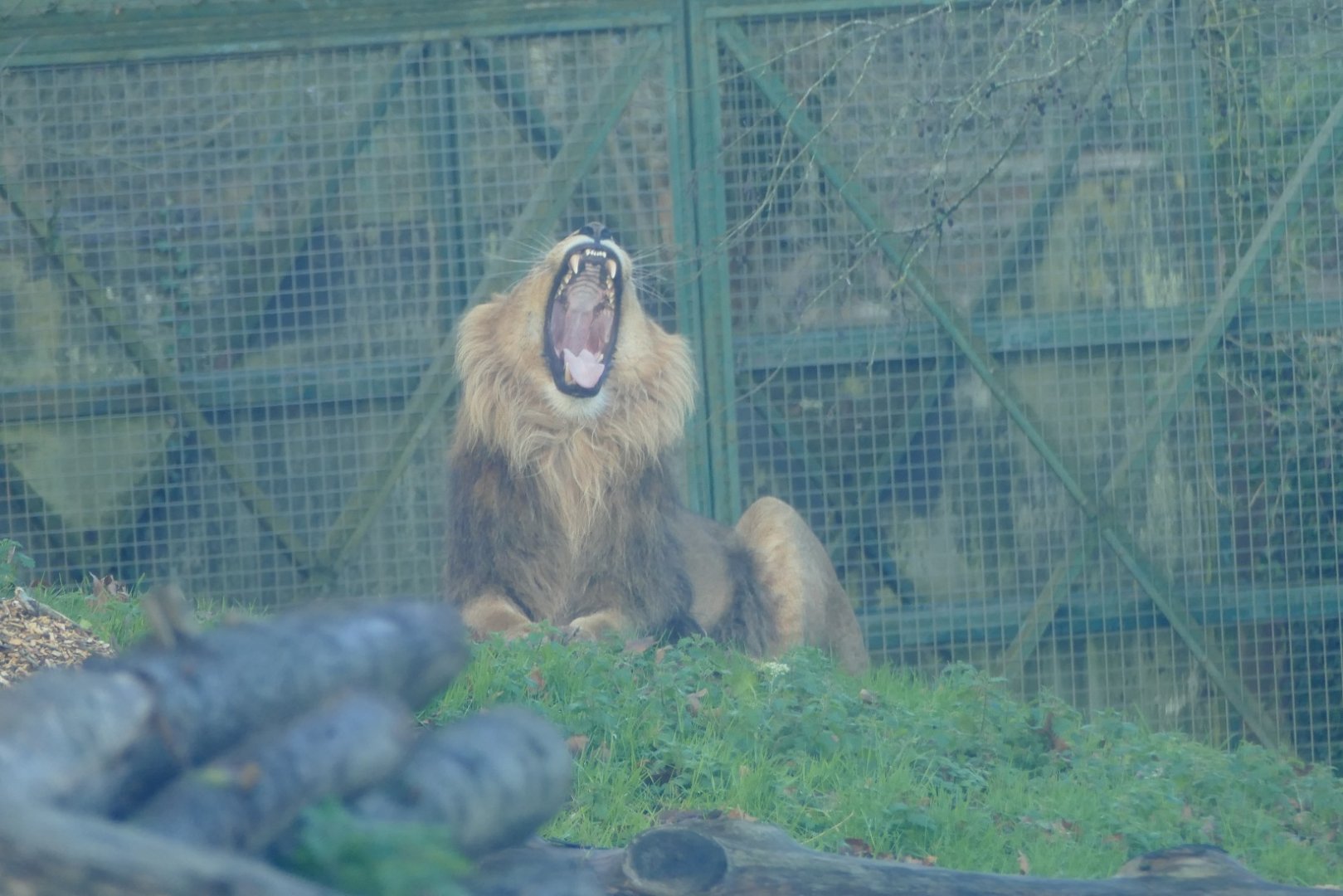 Asiatic lion, December 2020