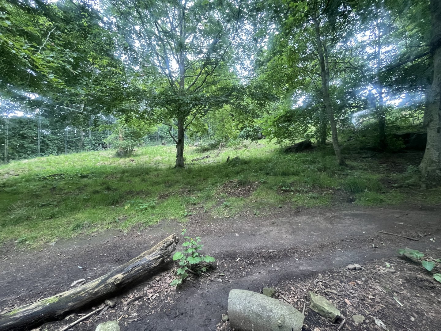 Asiatic lion enclosure 0.5 version 19.7.24