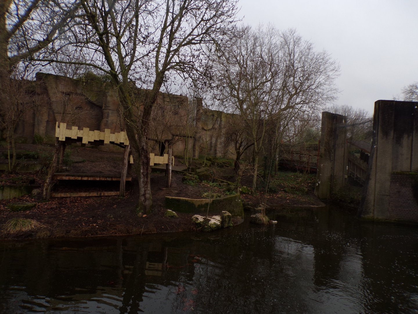Asiatic lion enclosure 11.2.25