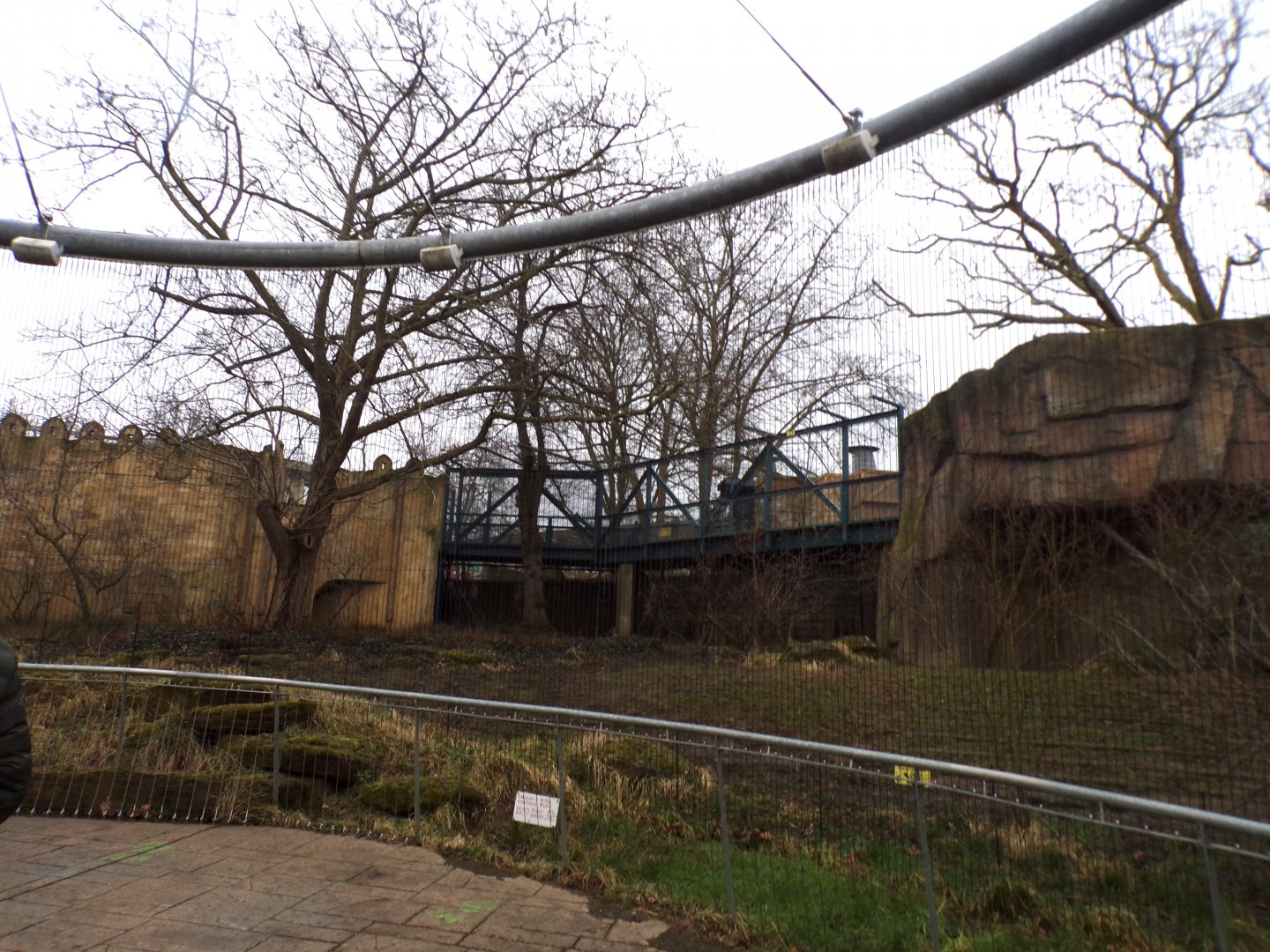 Asiatic lion enclosure 11.2.25