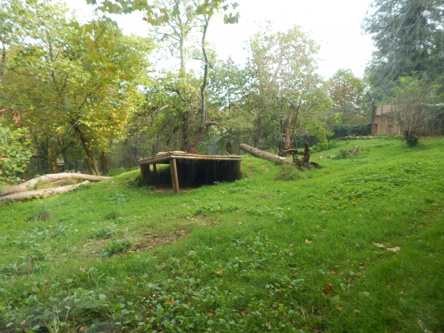 Asiatic lion enclosure 181020
