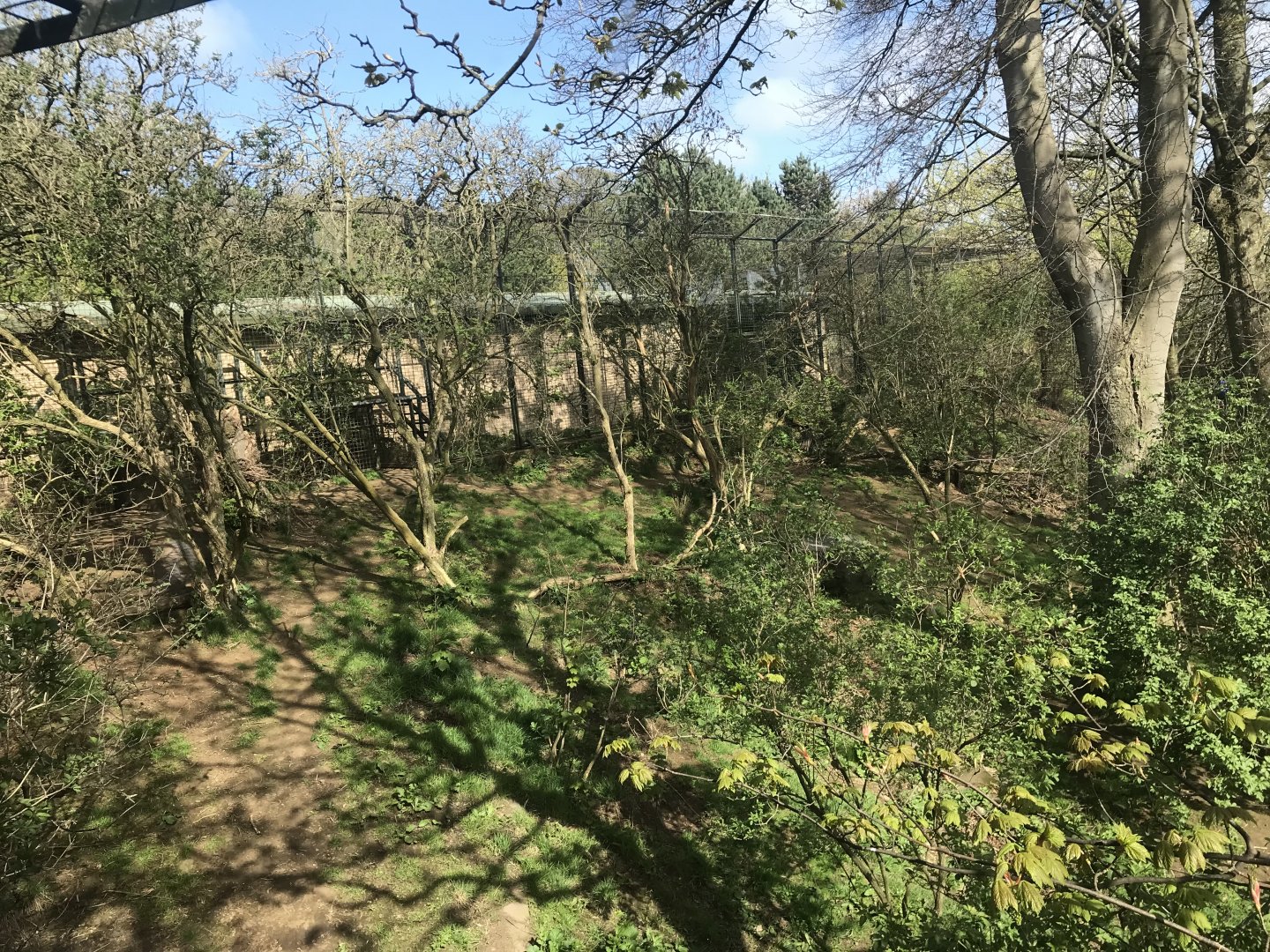 Asiatic lion enclosure (2)