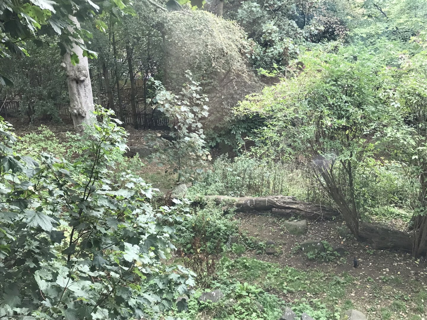 Asiatic lion enclosure (2)