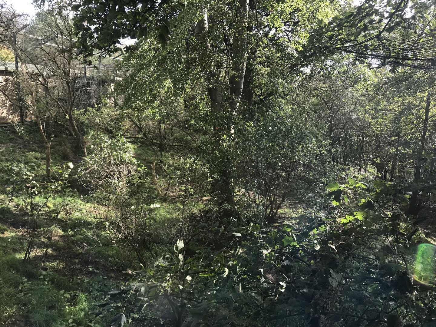 Asiatic lion enclosure (2)