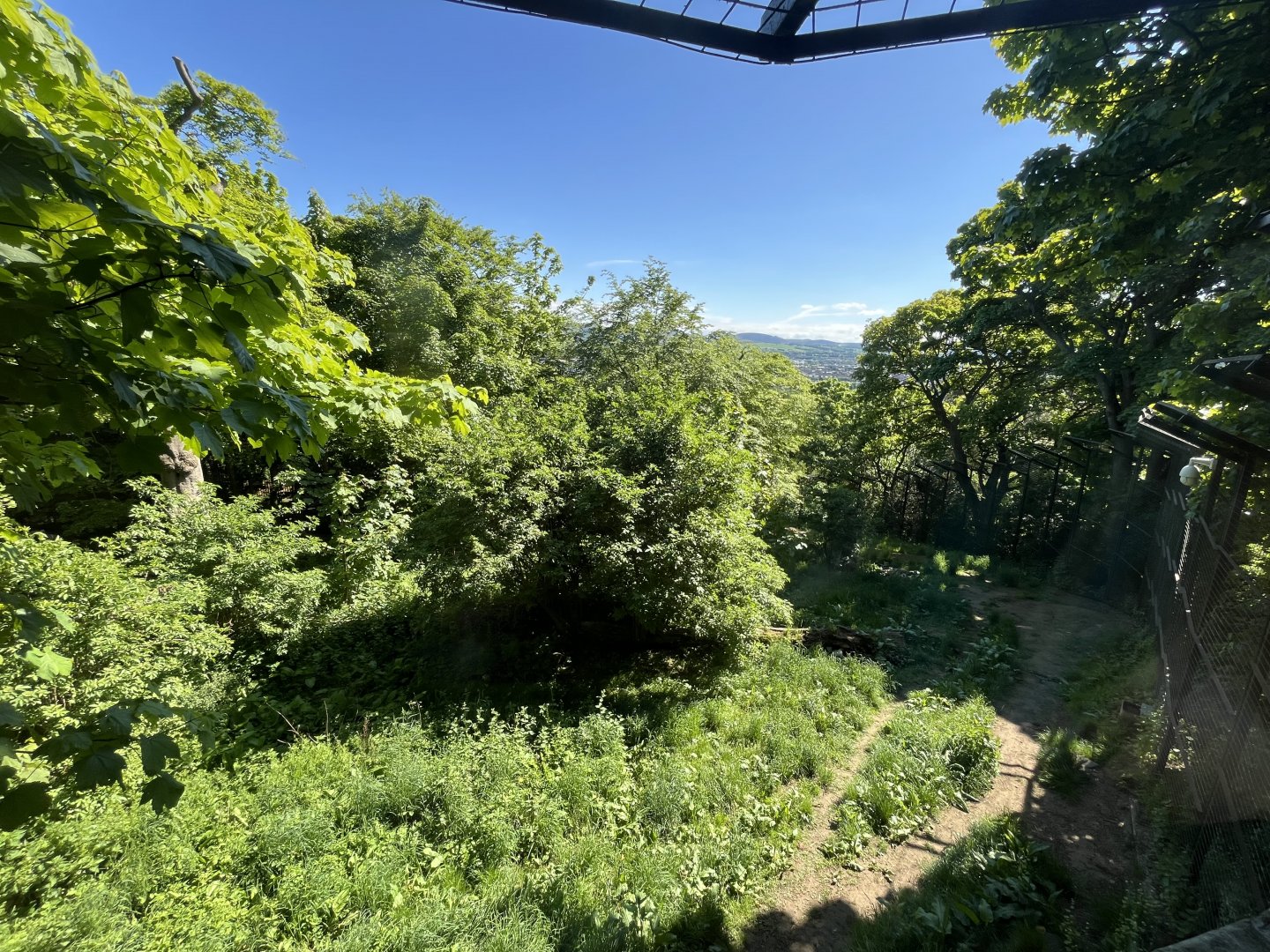 Asiatic lion enclosure 20.5.24