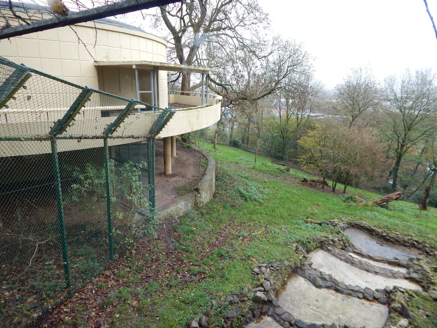 Asiatic lion enclosure 241122