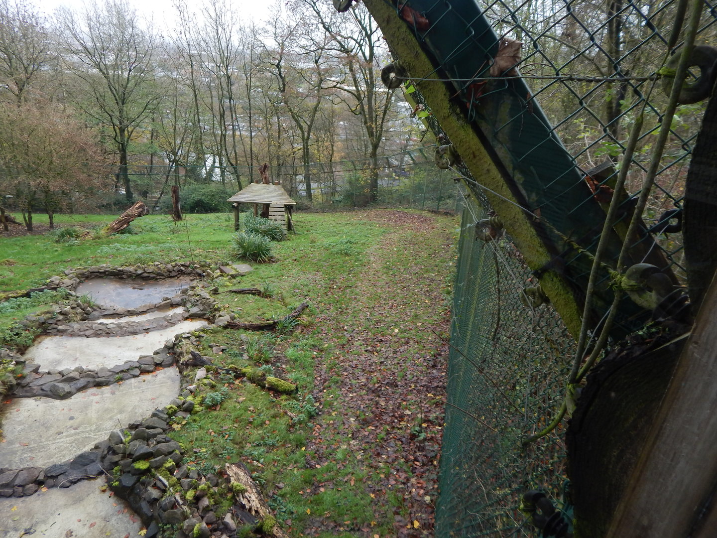 Asiatic lion enclosure 241122