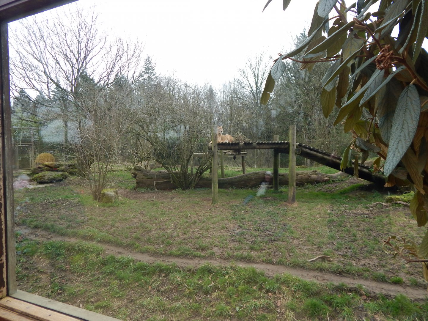 Asiatic lion enclosure 280222