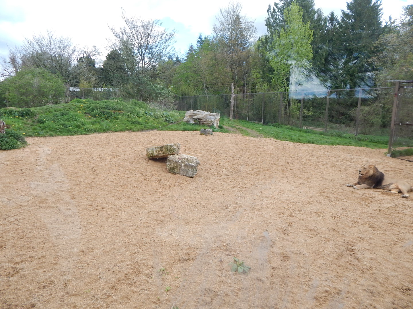 Asiatic lion enclosure 280423