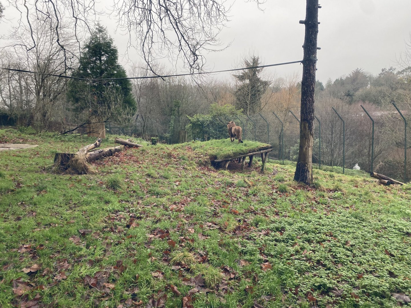 Asiatic lion enclosure 301221