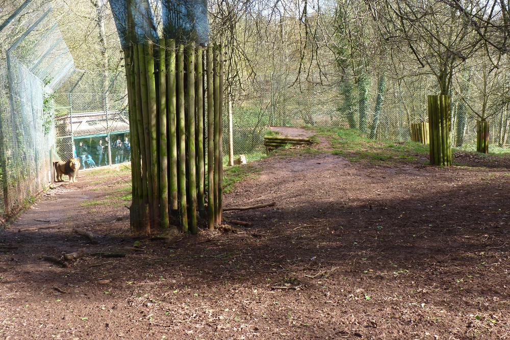 Asiatic lion enclosure 4 March 2010