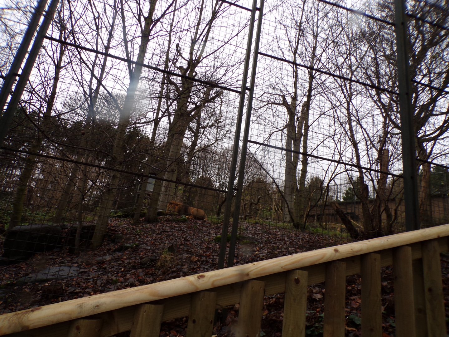 Asiatic lion enclosure 9.12.23