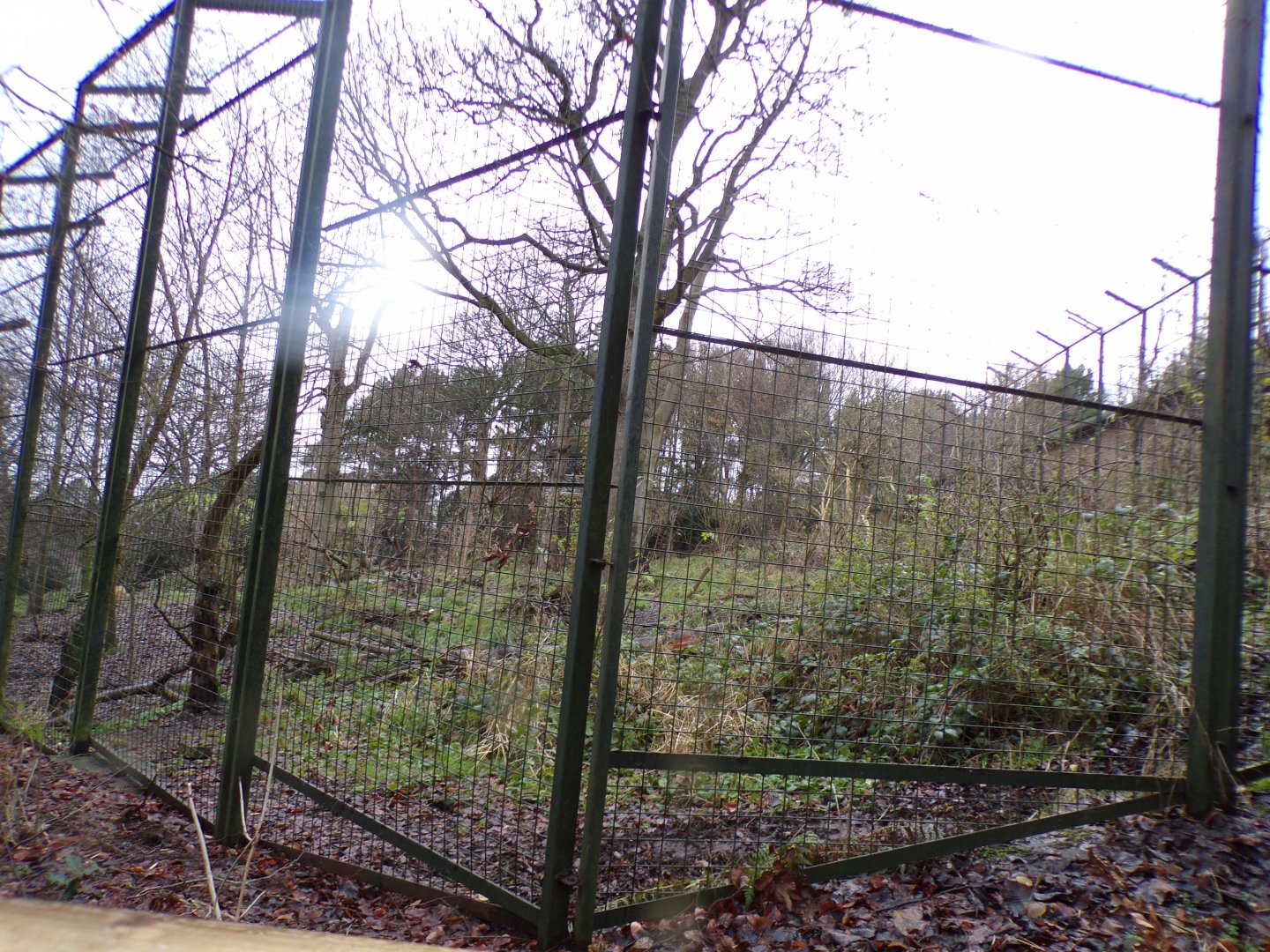 Asiatic lion enclosure 9.12.23