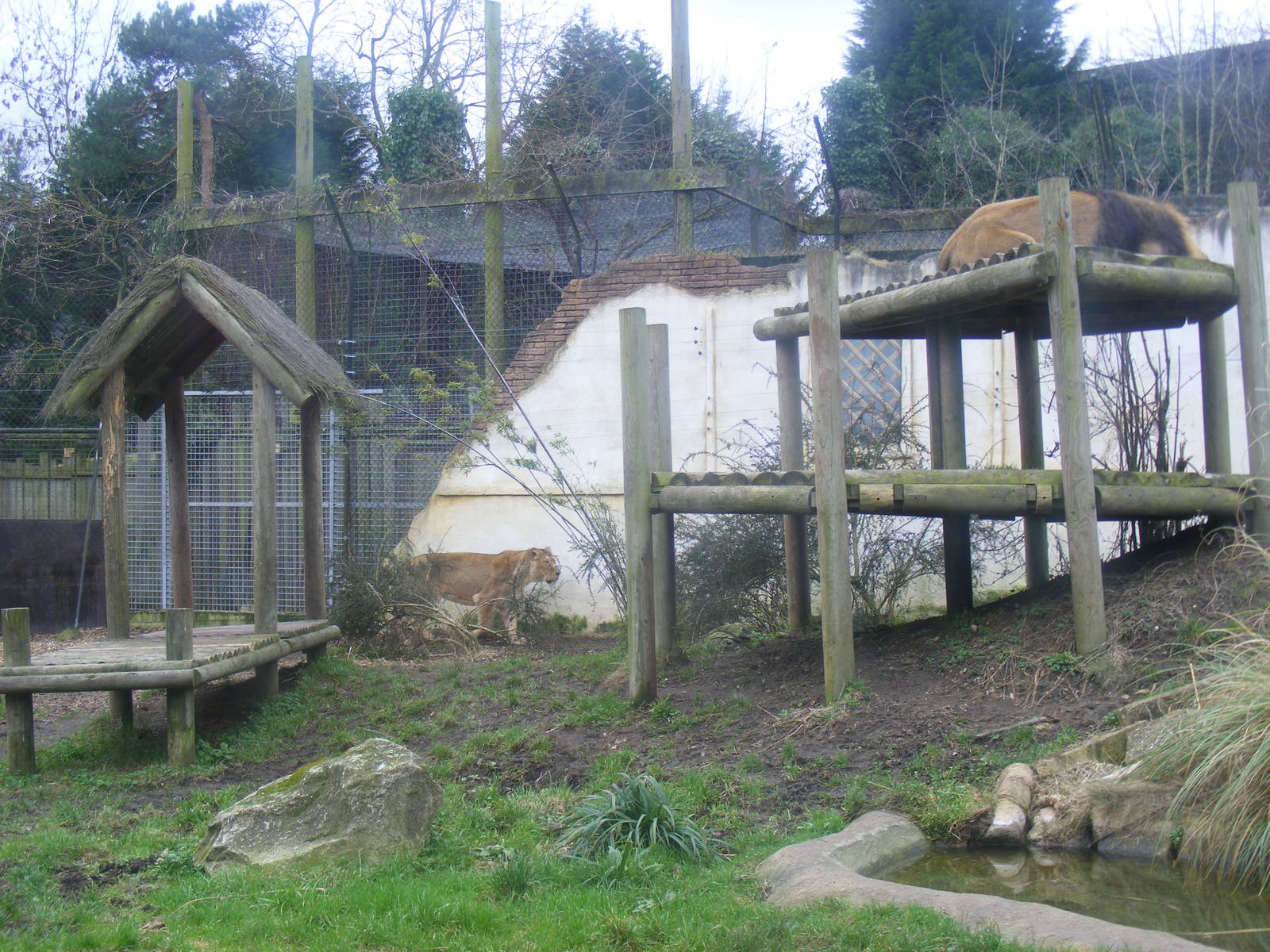 Asiatic lion enclosure at Chessington Zoo, 6 February 2011