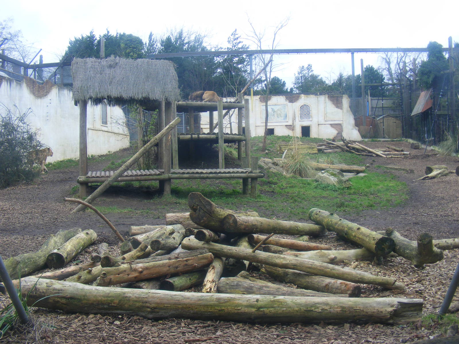 Asiatic lion enclosure at Chessington Zoo, 6 February 2011