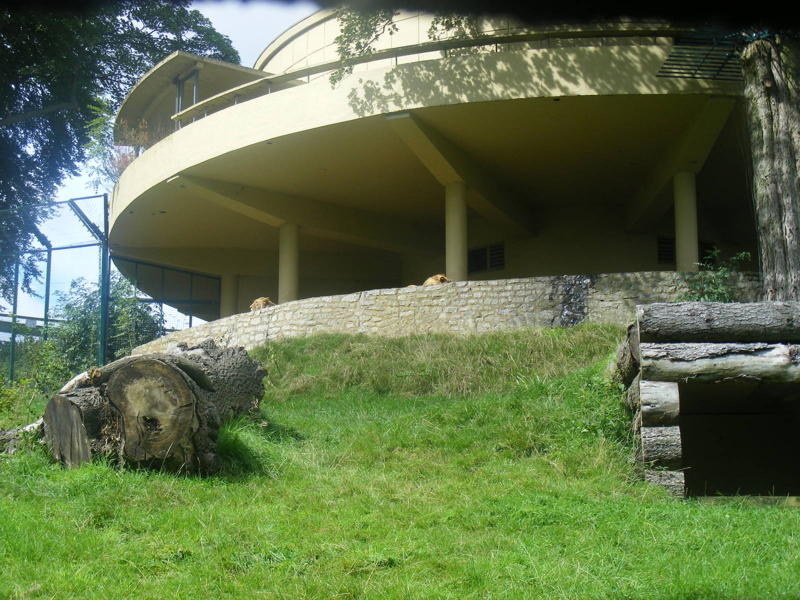 Asiatic lion enclosure at Dudley Zoo, 28 August 2010