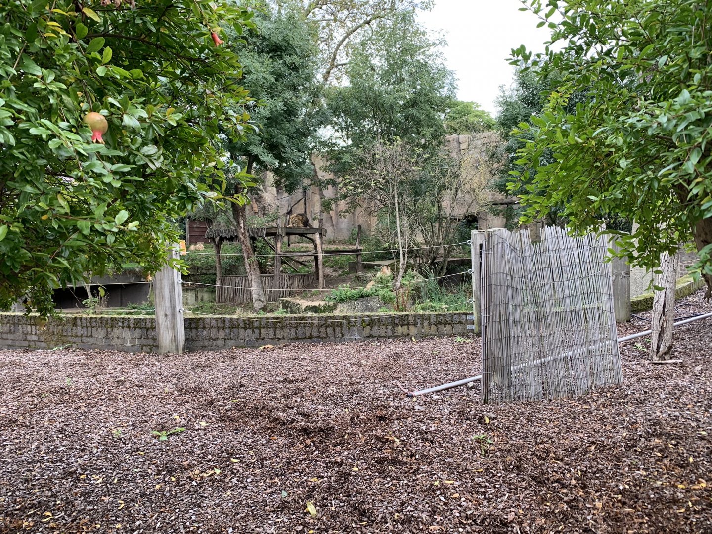 Asiatic Lion Enclosure at London Zoo (2019)