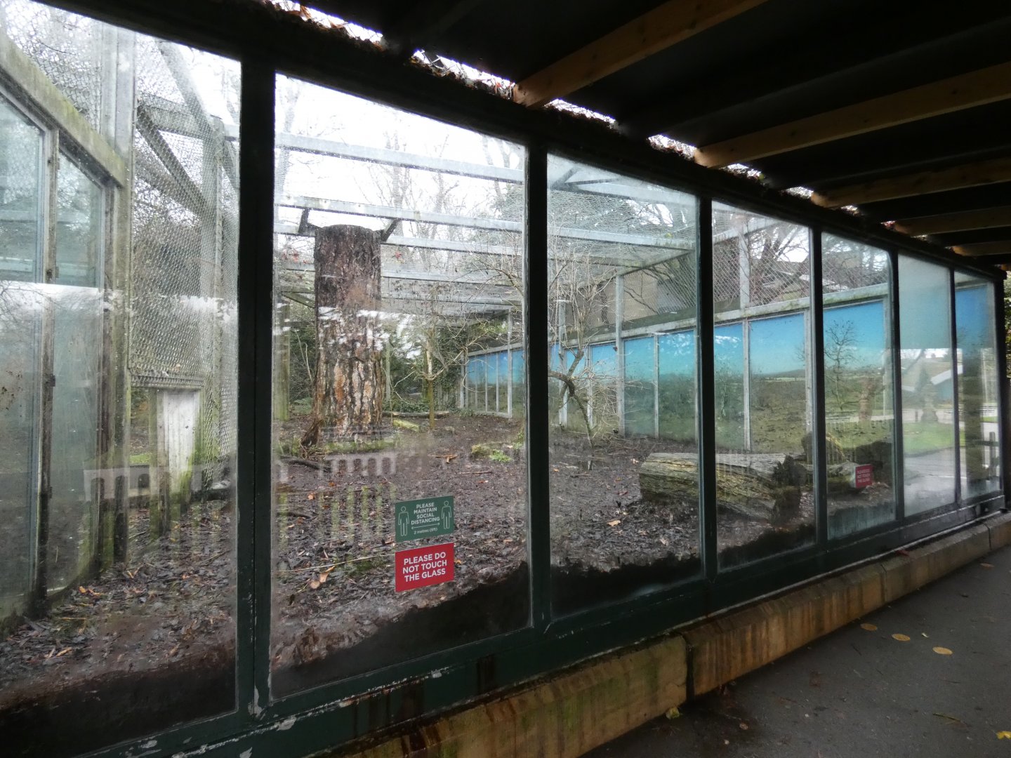 Asiatic lion enclosure glass area