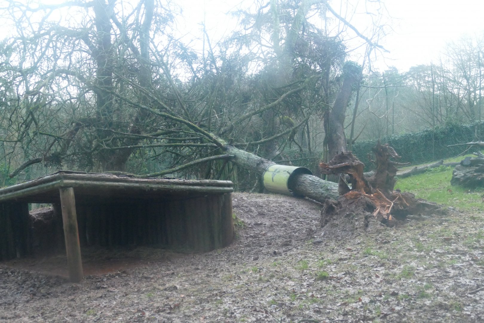 Asiatic Lion enclosure, January 2018