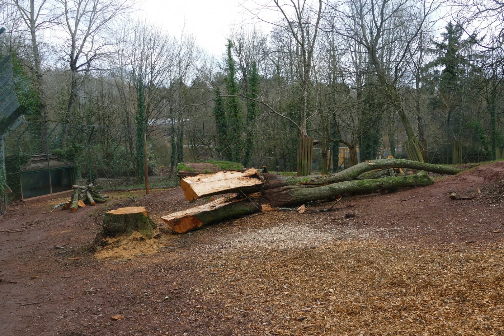 Asiatic lion enclosure, January 2019