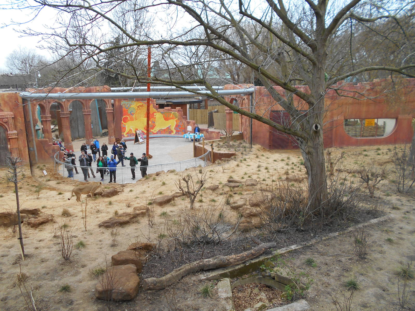 Asiatic Lion enclosure - Land of the Lions