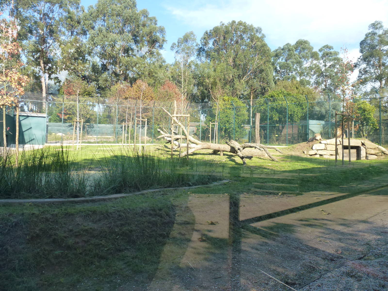 Asiatic lion enclosure, November 2013.