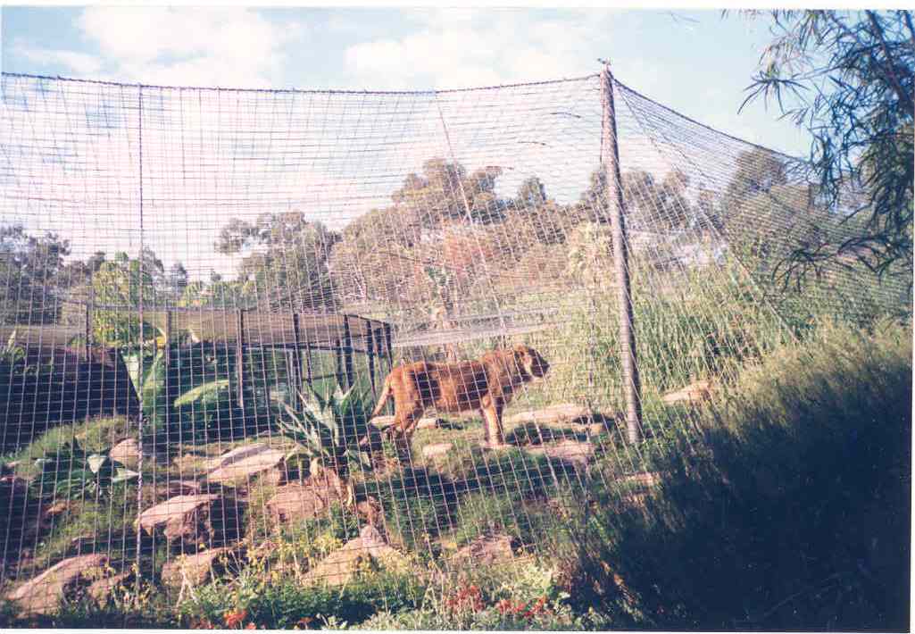 Asiatic Lion Enclosure - Perth Zoo 1987