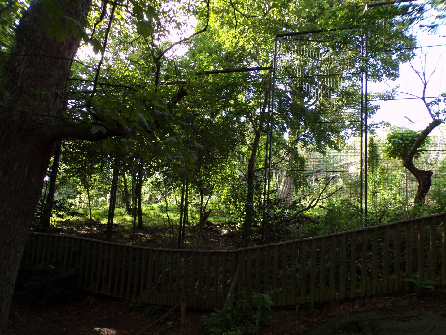 Asiatic lion enclosure upper section 14.8.23