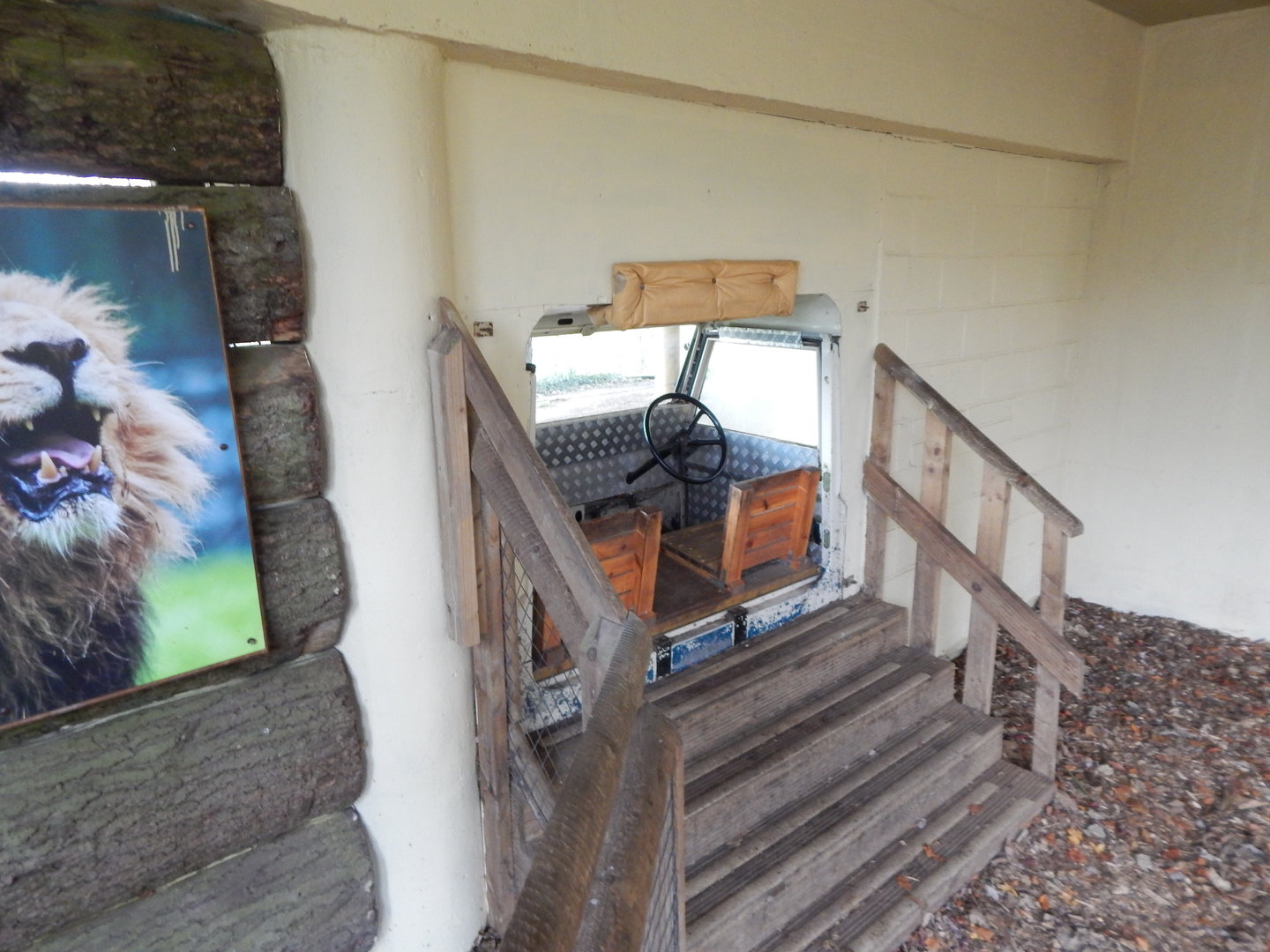 Asiatic lion enclosure viewing area 241122