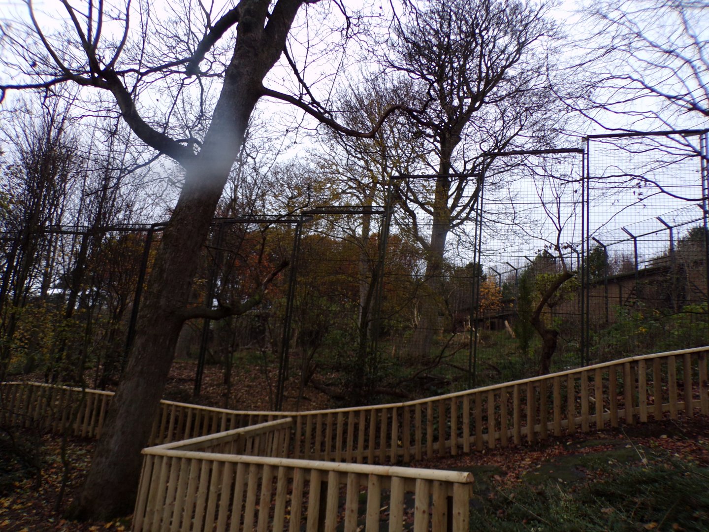 Asiatic lion enclosure with new fencing 19.11.23