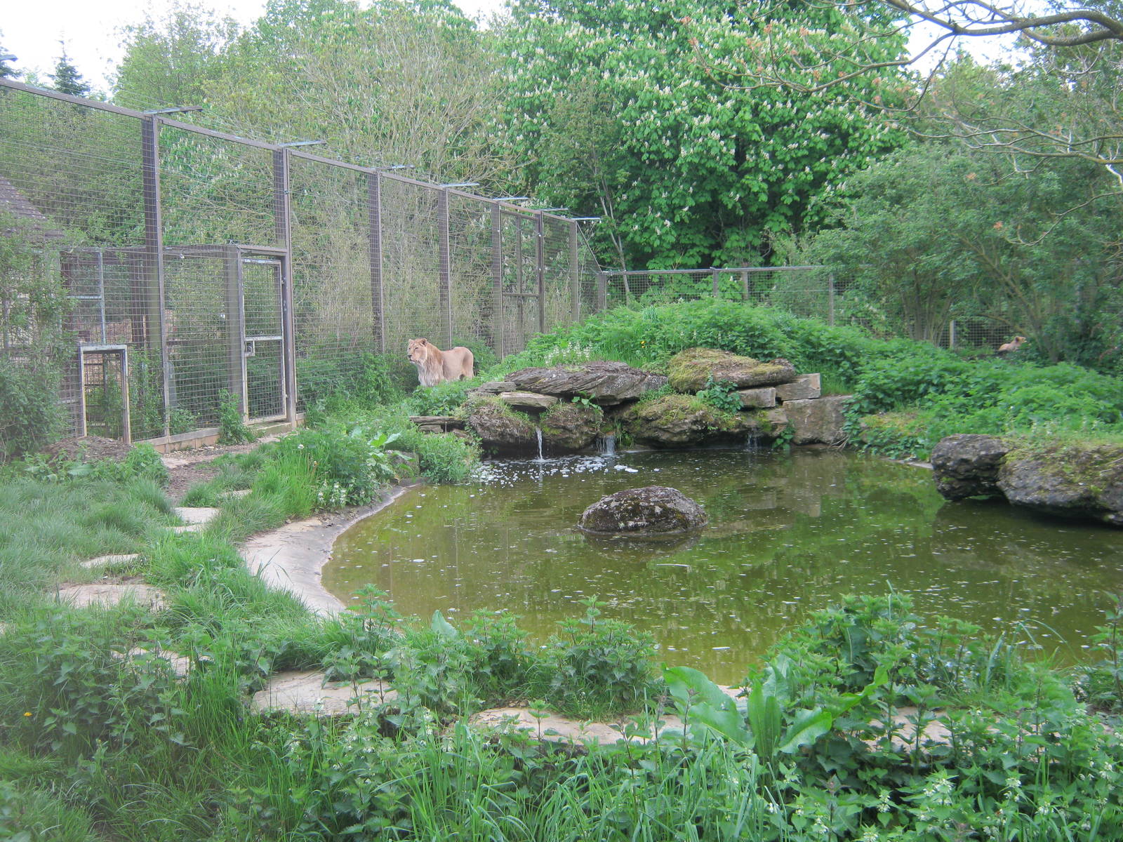 Asiatic Lion enclosure.