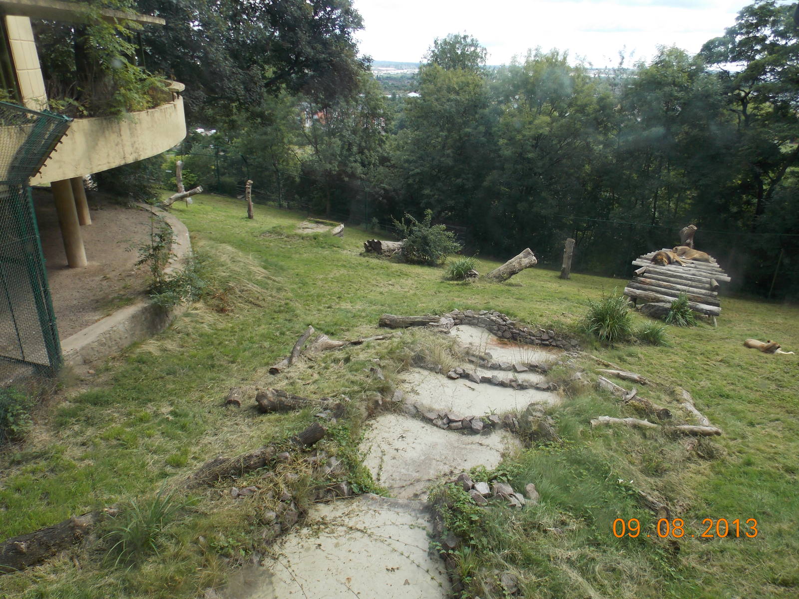 Asiatic lion enclosure