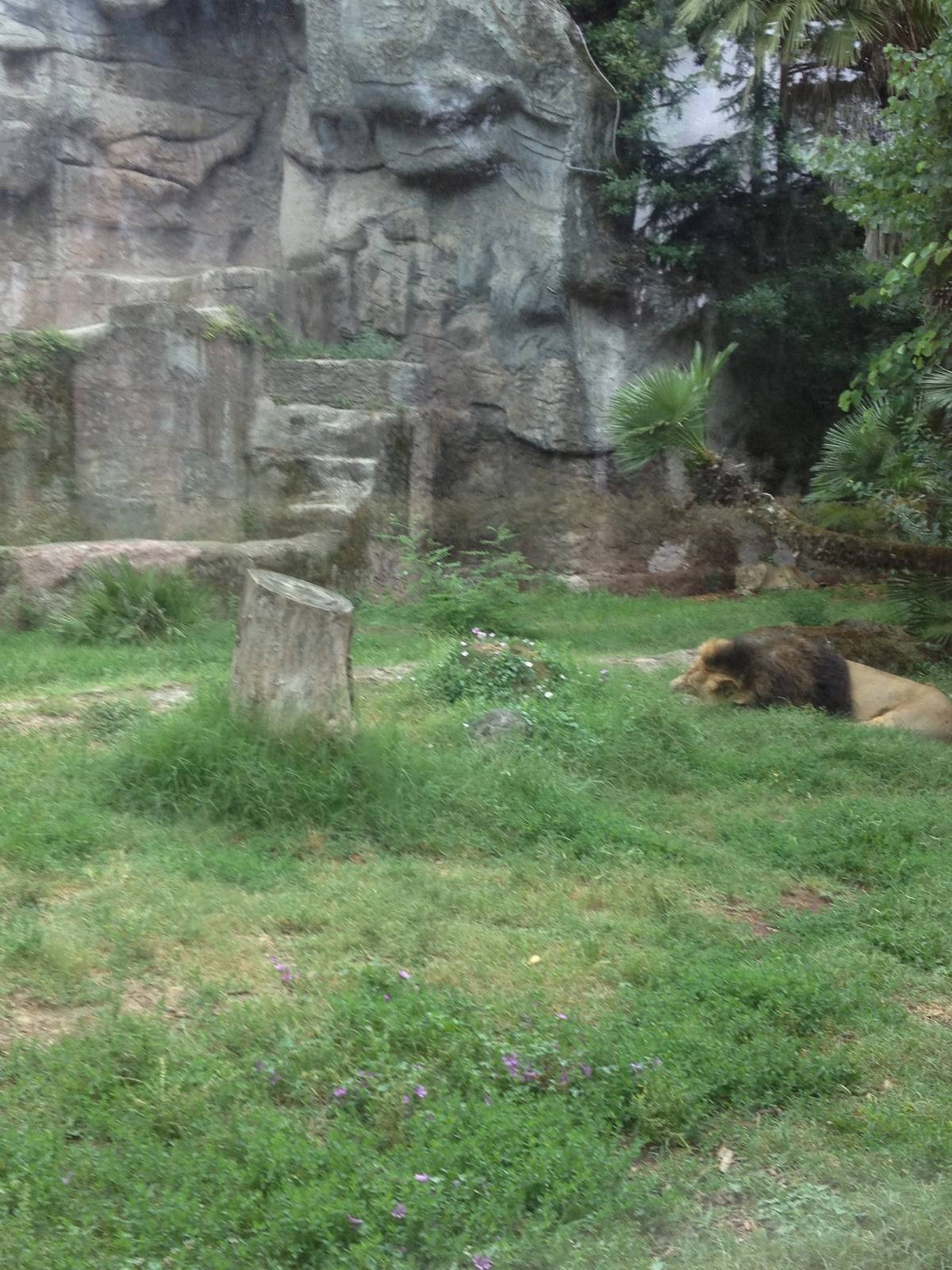 Asiatic Lion Enclosure