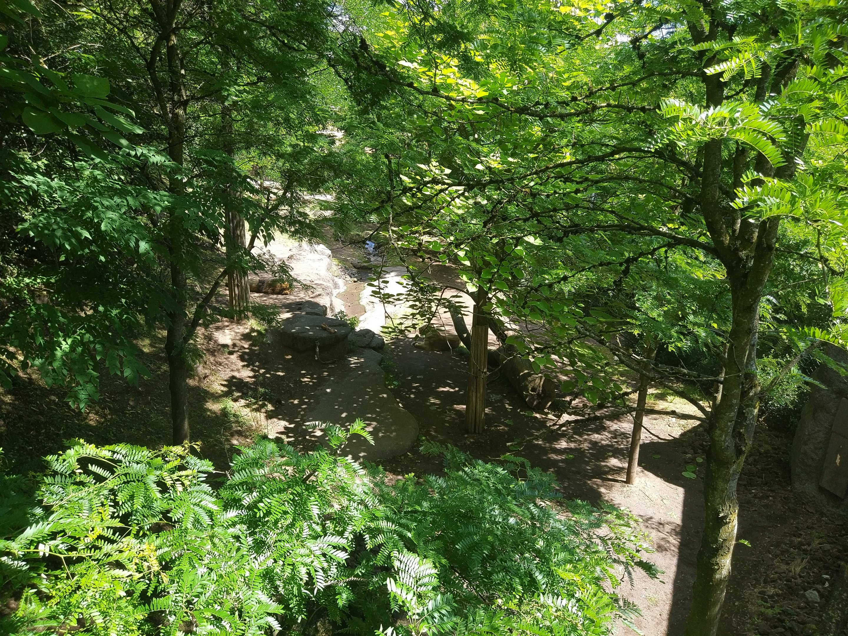 Asiatic Lion enclosure