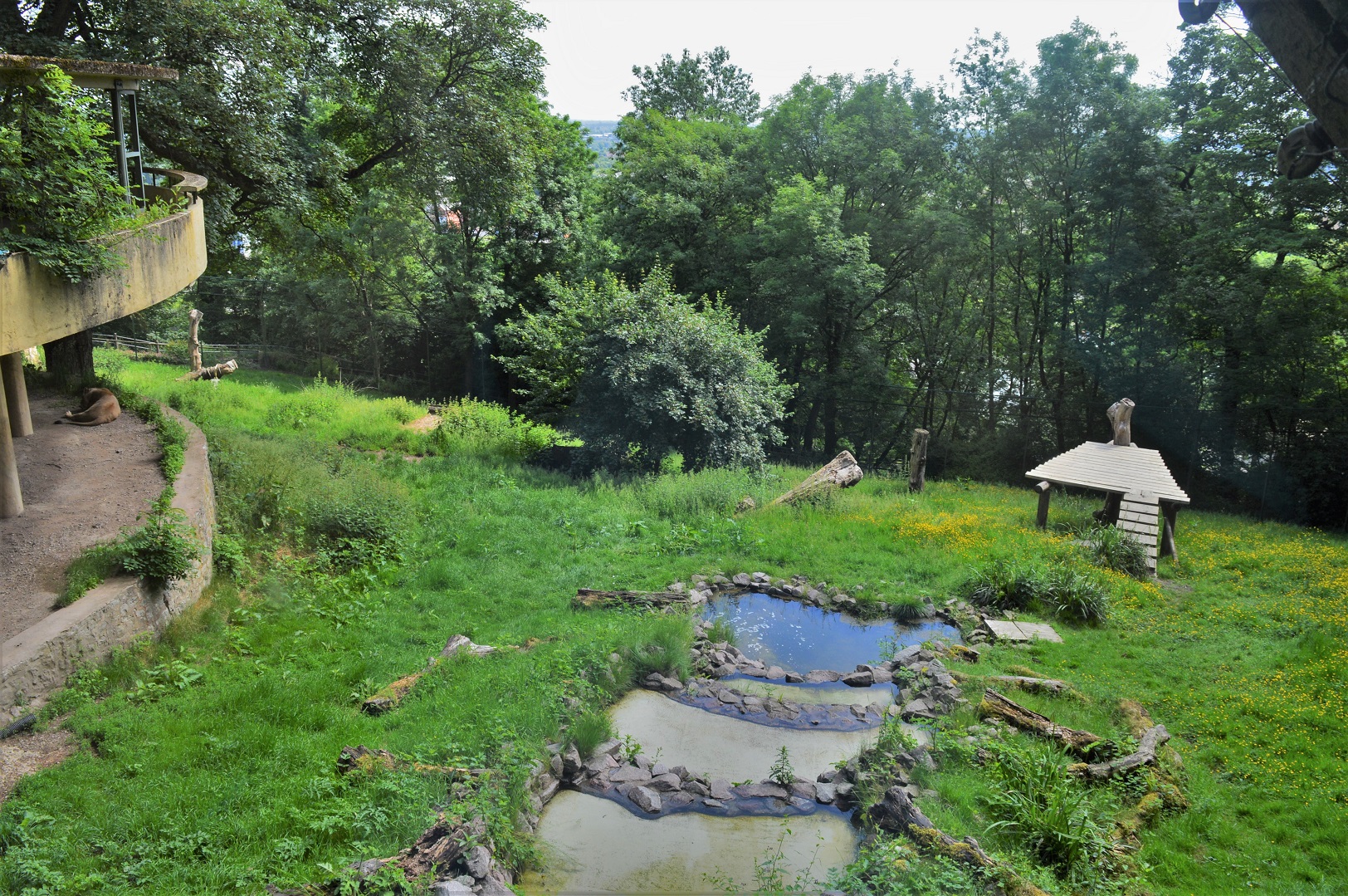 Asiatic lion enclosure