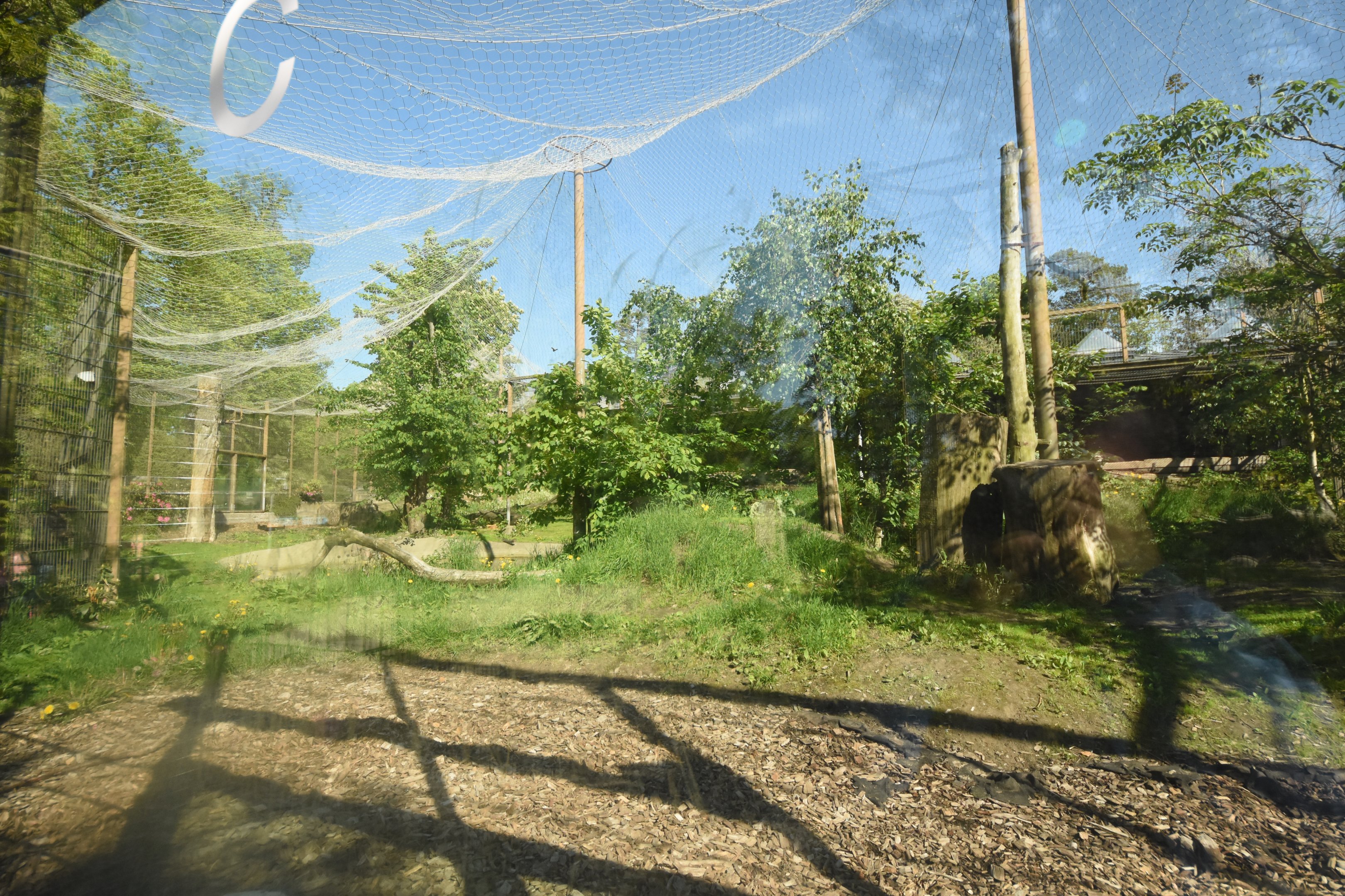 Asiatic lion enclosure