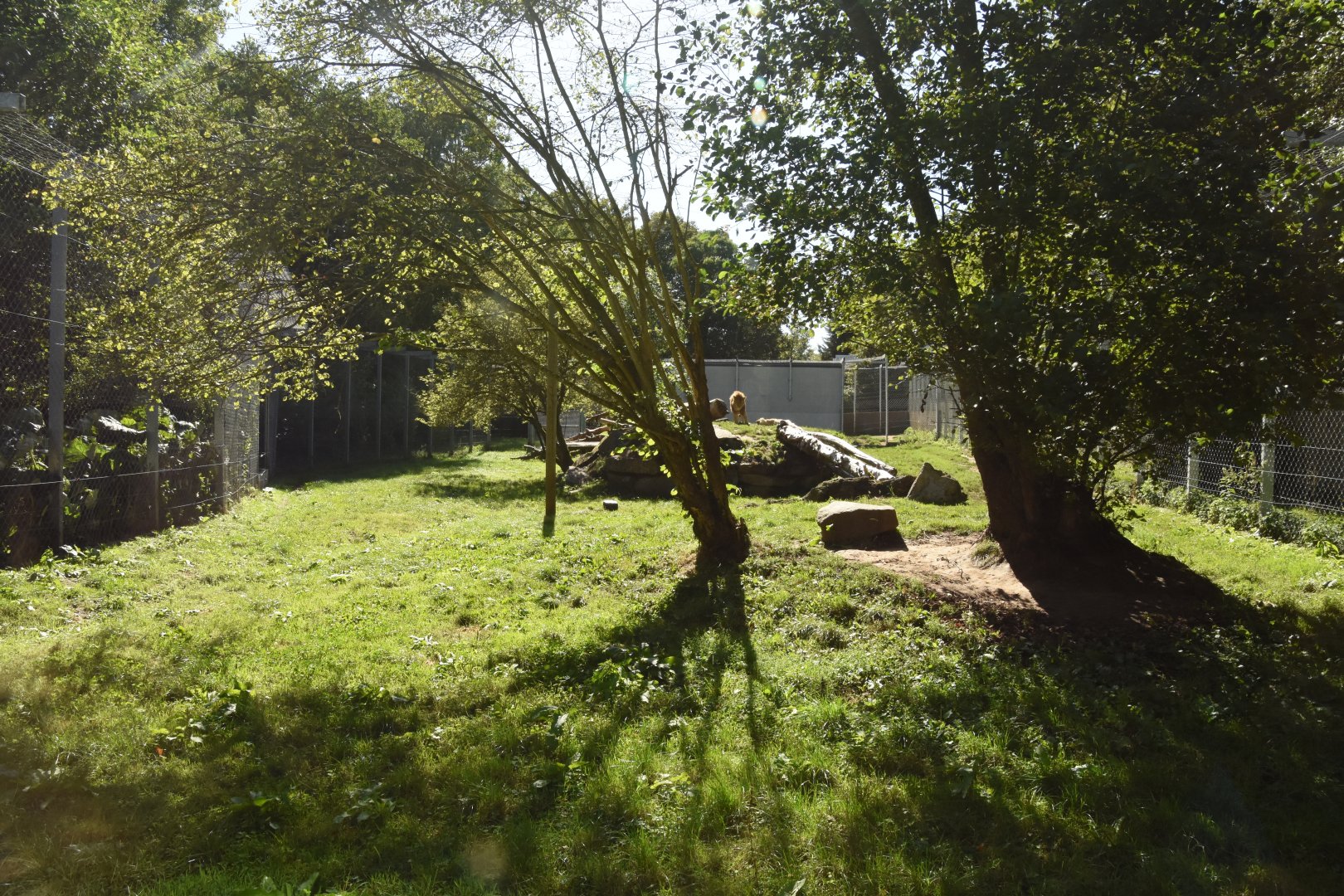 Asiatic Lion enclosure