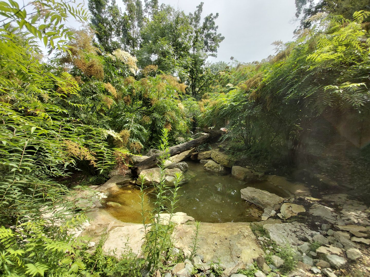 Asiatic lion enclosure
