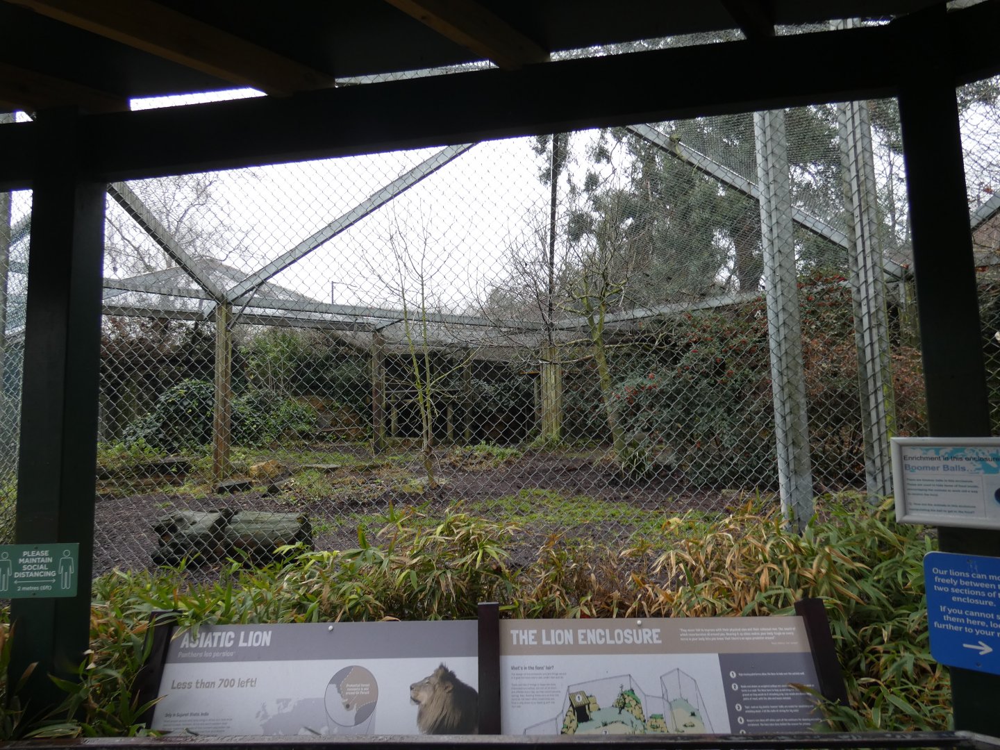 Asiatic lion enclosure
