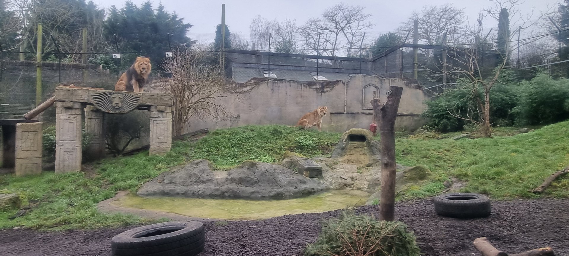 Asiatic lion enclosure